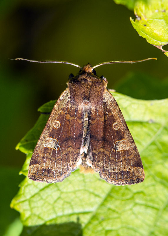 Noctuidae: Conistra (Dasycampa) erythrocephala